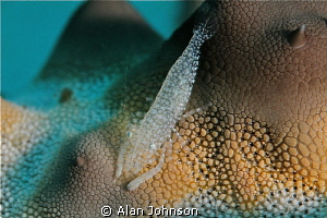 small starfish shrimp , looks like an Alien Landscape.! by Alan Johnson 